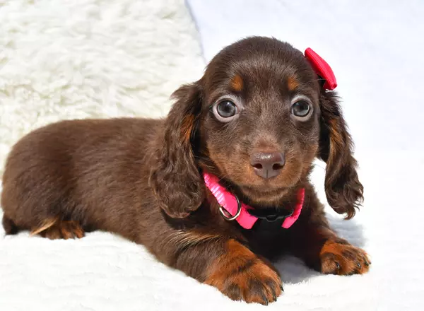 Miniature Dachshund - Betty
