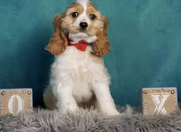 Cocker Spaniel - Cuddles cockalier