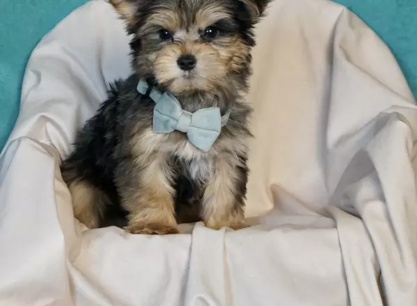 Yorkshire Terrier - Tonka