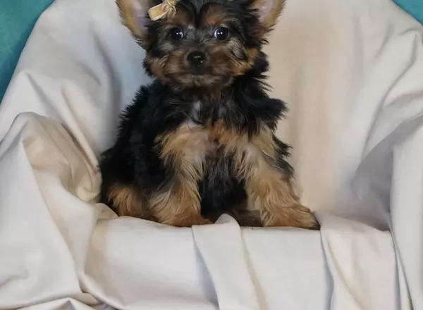 Yorkshire Terrier - Sweetheart