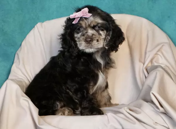 Cocker Spaniel - Lucy