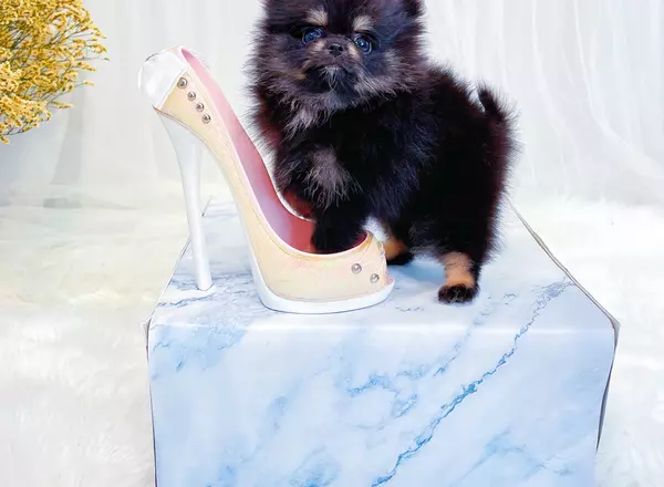 Pomeranian - Janet