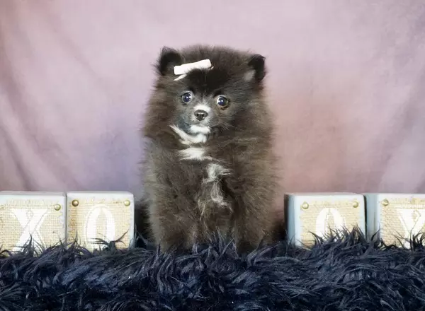 Pomeranian - Noir
