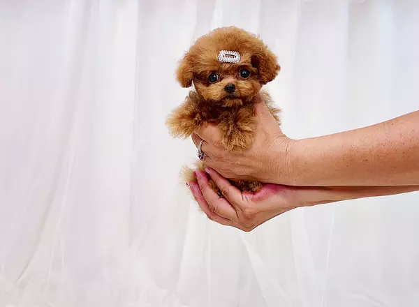 Middletown Ohio Toy Poodle Puppies