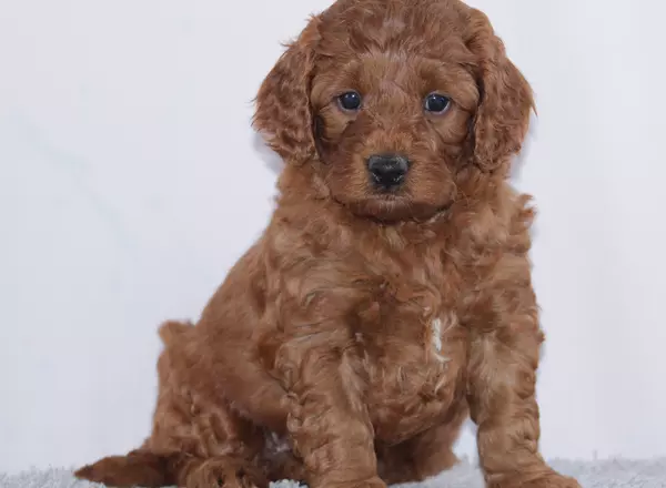 https://cdn.trustedpuppies.com/wp-content/uploads/puppyimages/439024/Mini-Goldendoodle-Norris-439024-squarethumb.webp