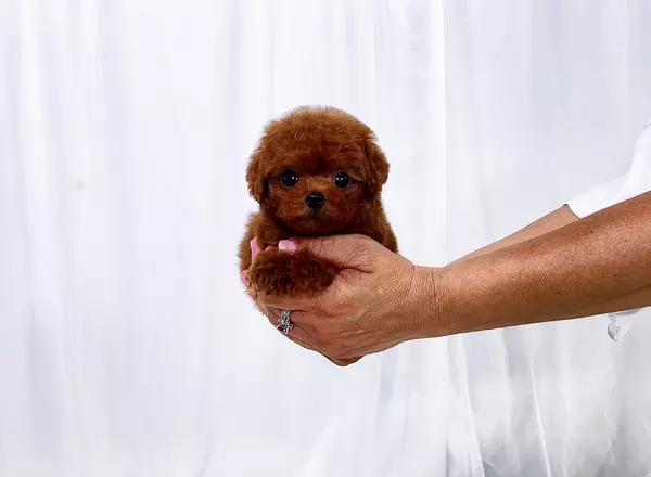 Puppy Spotlight: Meet Unique, Toy Poodle for Sale in Boca Raton - Love My  Puppy