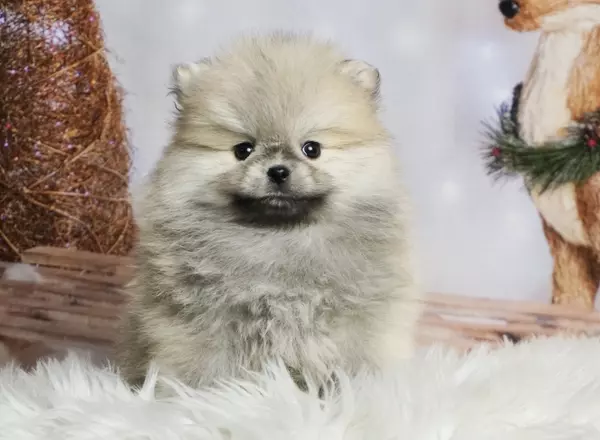 Pomeranian - Squish
