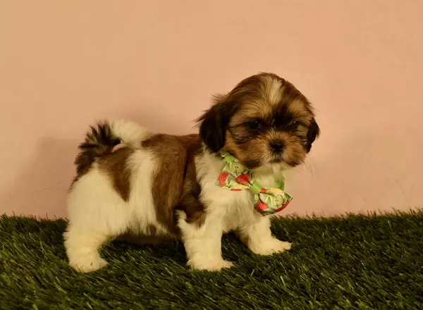 https://cdn.trustedpuppies.com/wp-content/uploads/puppyimages/442816/Shih-Tzu-Kiana-442816-squarethumb.webp