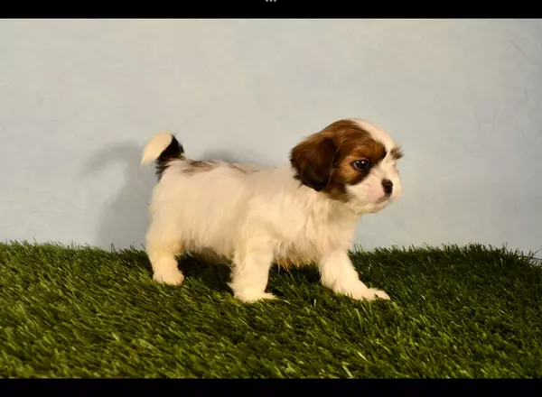 Benji - Shih Tzu Puppy for Sale in Millersburg, OH