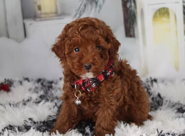 Toy Poodles for Sale in New Jersey: Your Guide to Welcoming a Furry Companion