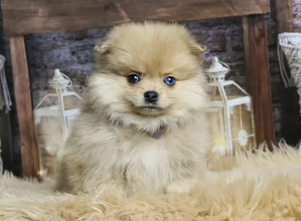 Pomeranian - Fredrick