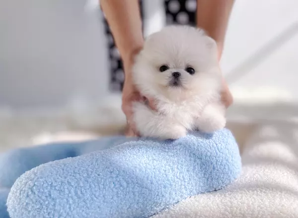 Pomeranian - Ricky