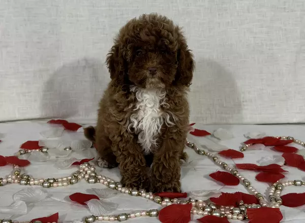 Miniature Poodle - Molly