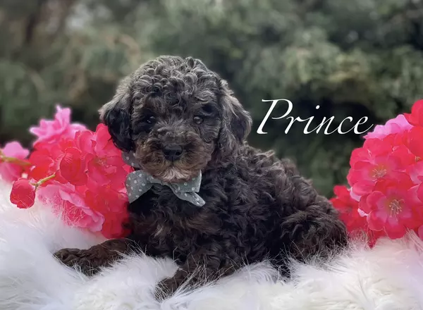 Miniature Poodle - Prince