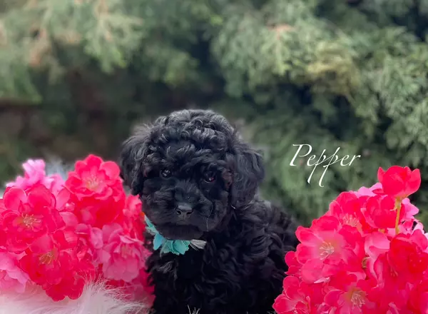 Miniature Poodle - Pepper