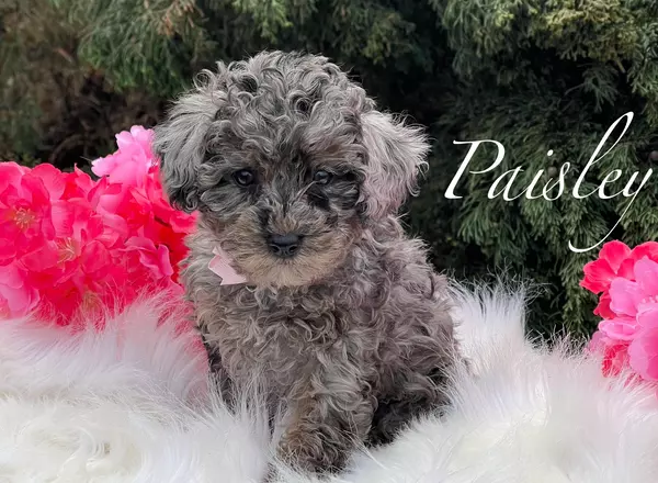 Miniature Poodle - Paisley