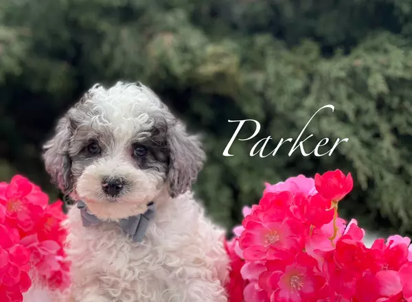 Miniature Poodle - Parker