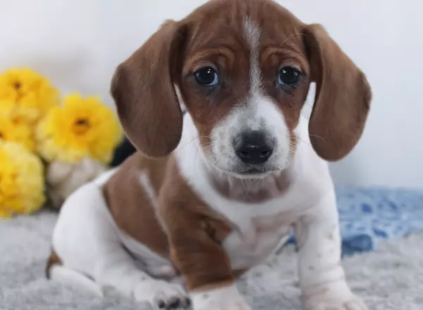 Miniature Dachshund - Keller