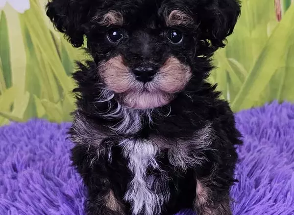 Miniature Poodle - Cleo