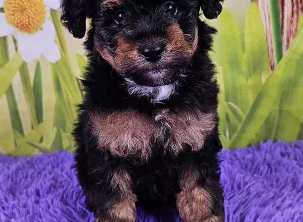 Miniature Poodle - Cora