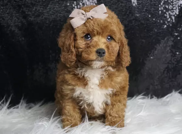 Miniature Poodle - Pretty Please