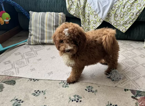 Miniature Poodle - Charly