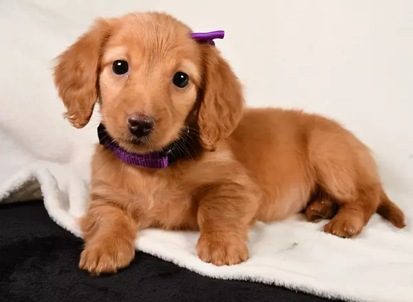 Miniature Dachshund - Ruby