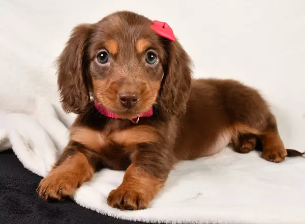 Miniature Dachshund - Rose