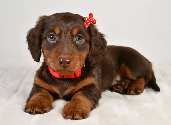 Miniature Dachshund - Diesel