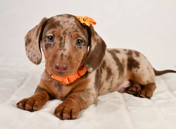 Miniature Dachshund - Duke