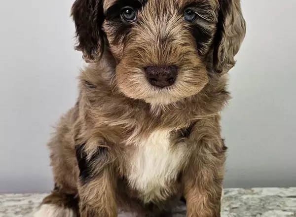 Mini Sheepadoodle - Brody