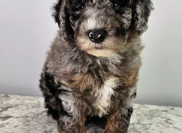 Mini Sheepadoodle - Blake