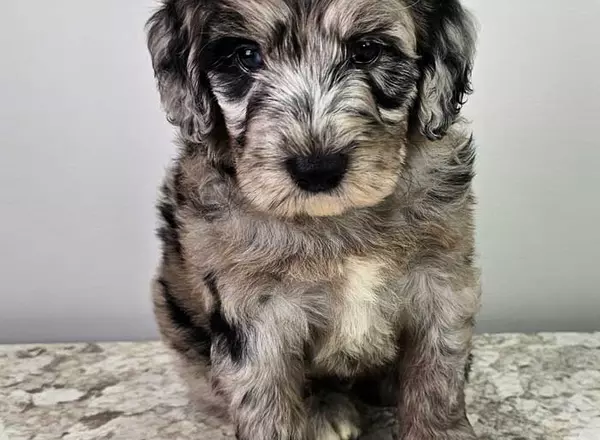 Mini Sheepadoodle - Bernard