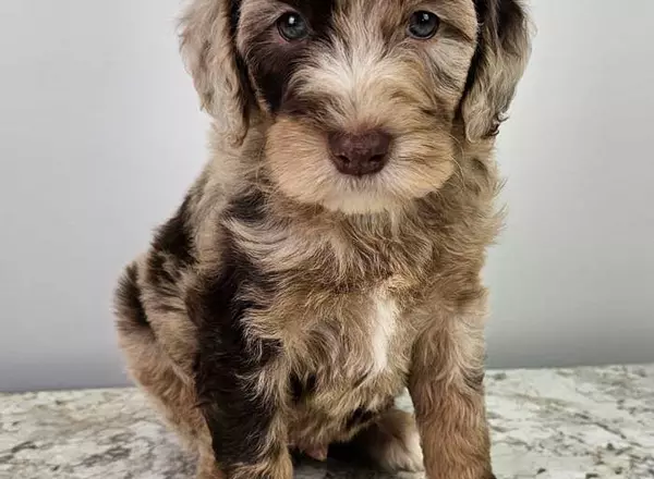 Mini Sheepadoodle - Bagel