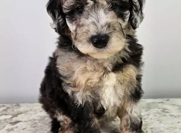 Mini Sheepadoodle - Bailey