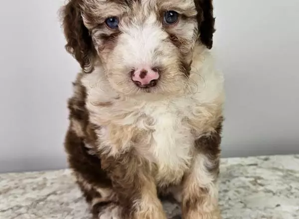 Mini Sheepadoodle - Bridget