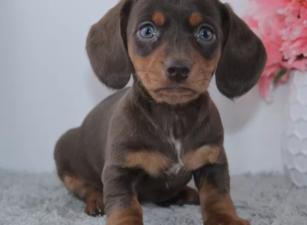 Miniature Dachshund - Olina