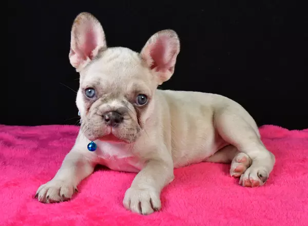 French Bulldog - Cookie