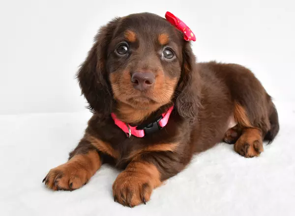 Miniature Dachshund - Kim