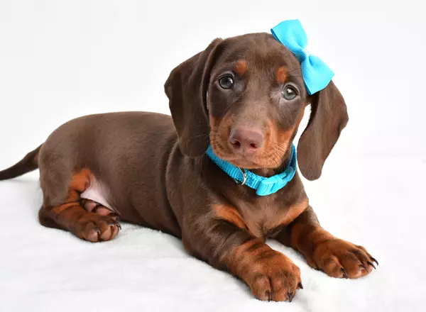 Miniature Dachshund - Kody