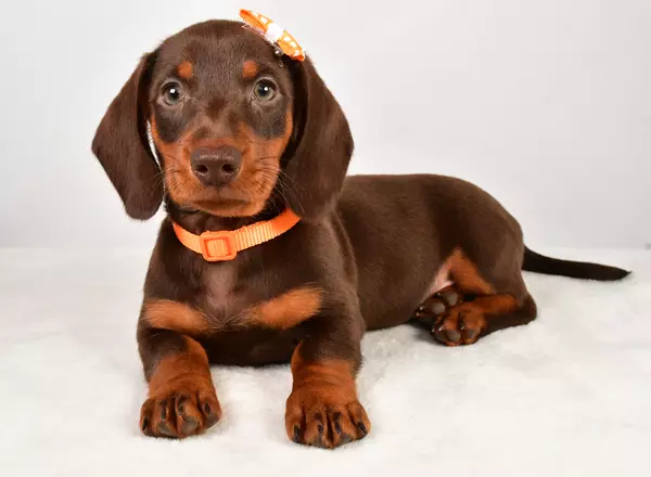 Miniature Dachshund - Dash