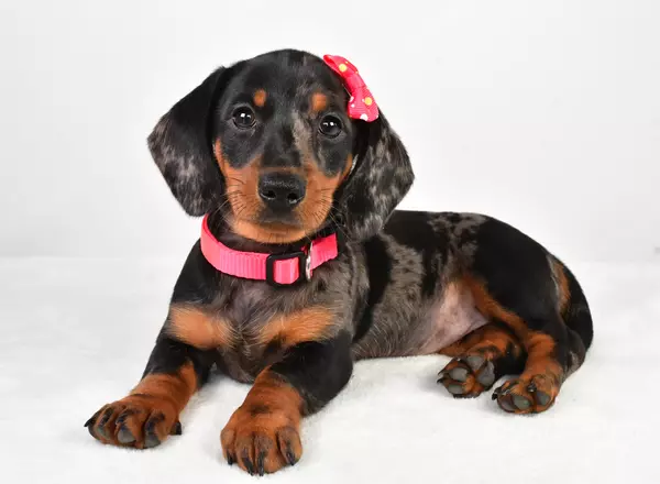 Miniature Dachshund - Dakota