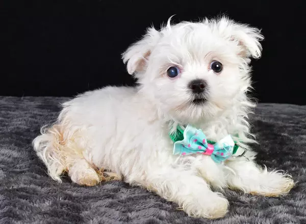 Maltese - Bentley