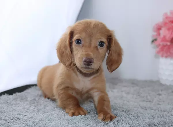 Miniature Dachshund - Tina