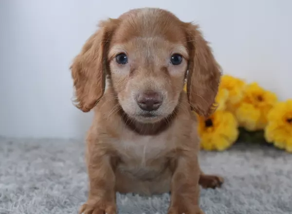 Miniature Dachshund - Tameron