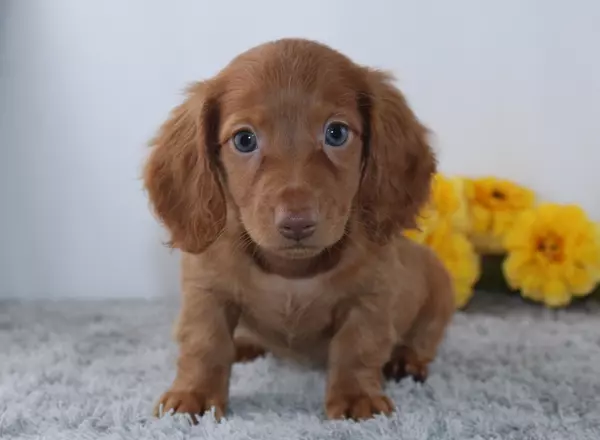 Miniature Dachshund - Tanson