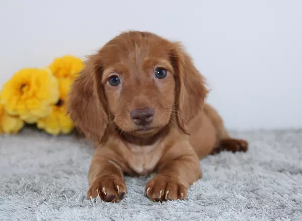 Miniature Dachshund - Terrell