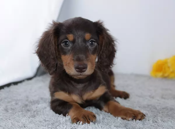 Miniature Dachshund - Tanner