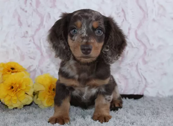 Miniature Dachshund - Udell