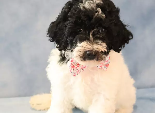 Mini Sheepadoodle - Mocha